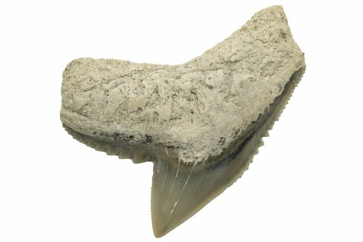 Fossil Tiger Shark (Galeocerdo) Tooth - Aurora, NC #237975